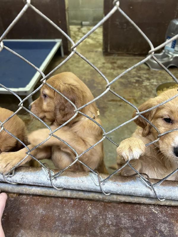 Golden Retriever