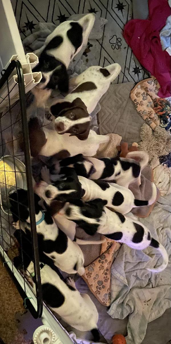 English Pointer
