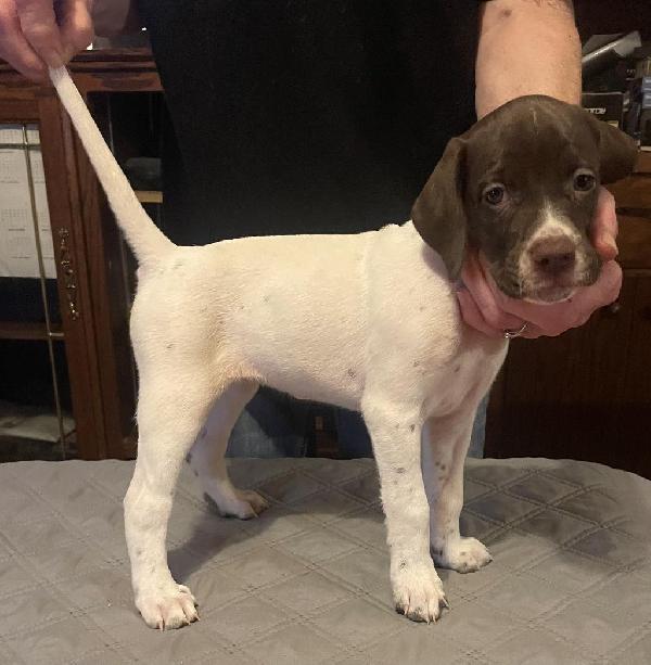 English Pointer