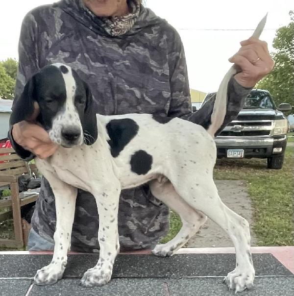 English Pointer