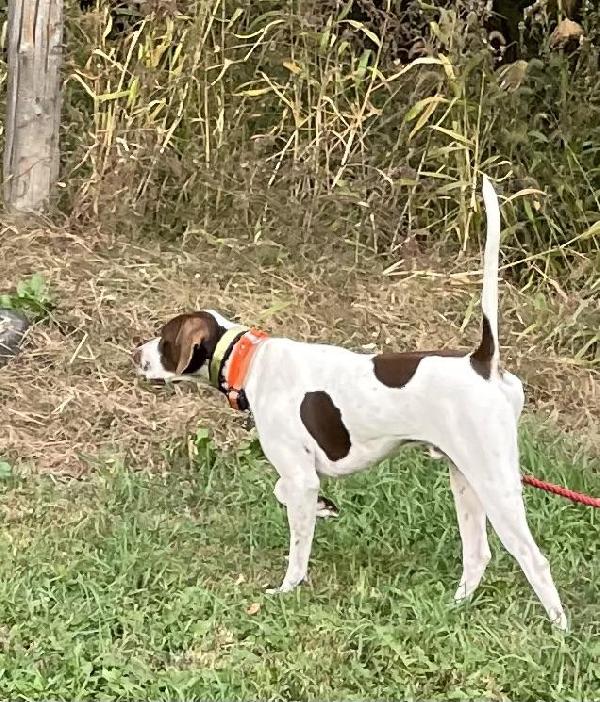 English Pointer