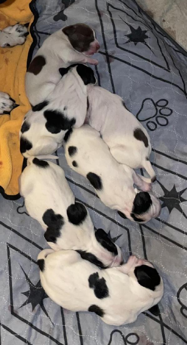 English Pointer
