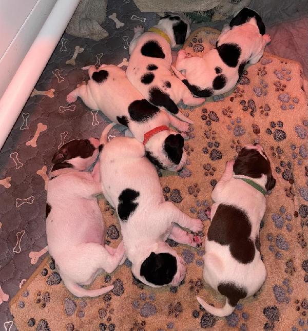 English Pointer