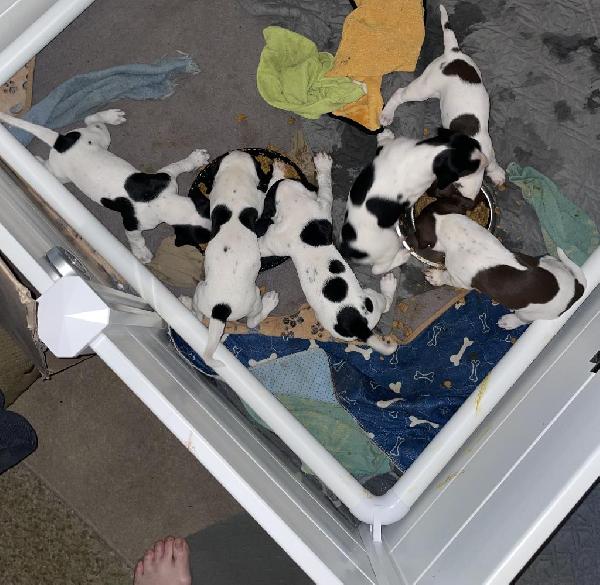 English Pointer