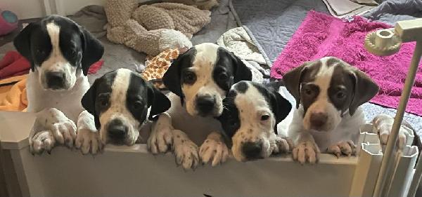 ENGLISH POINTER PUPPIES FOR SALE English Pointer