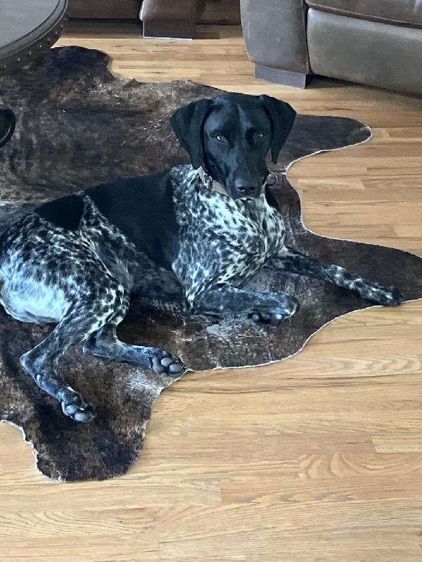 German Shorthaired Pointer