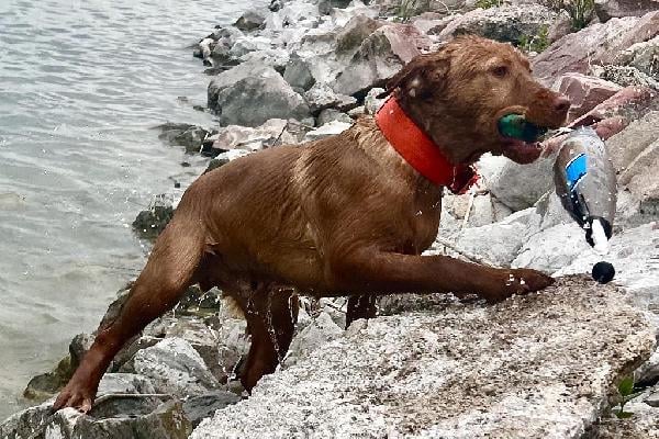 Labrador Retriever
