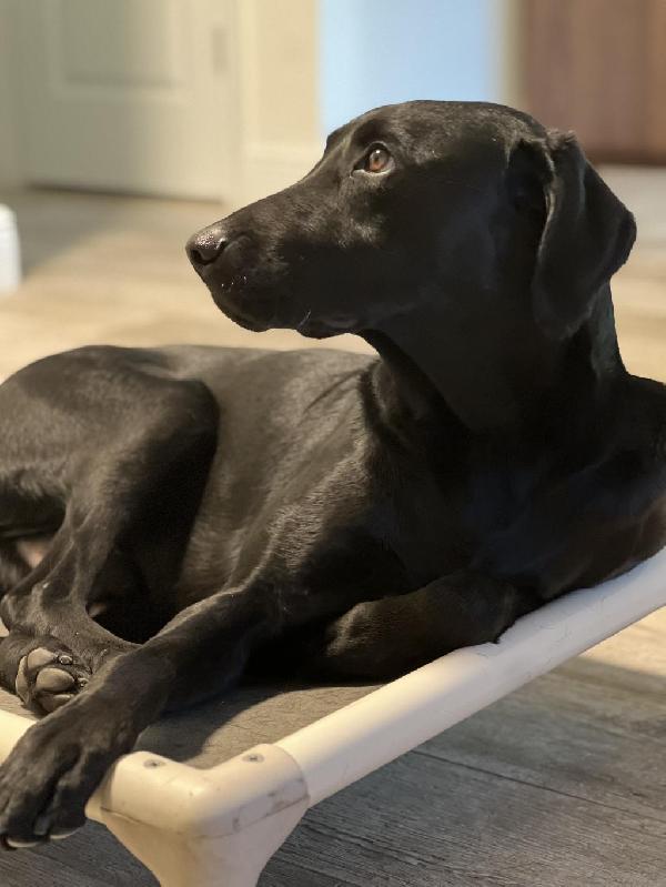 Labrador Retriever