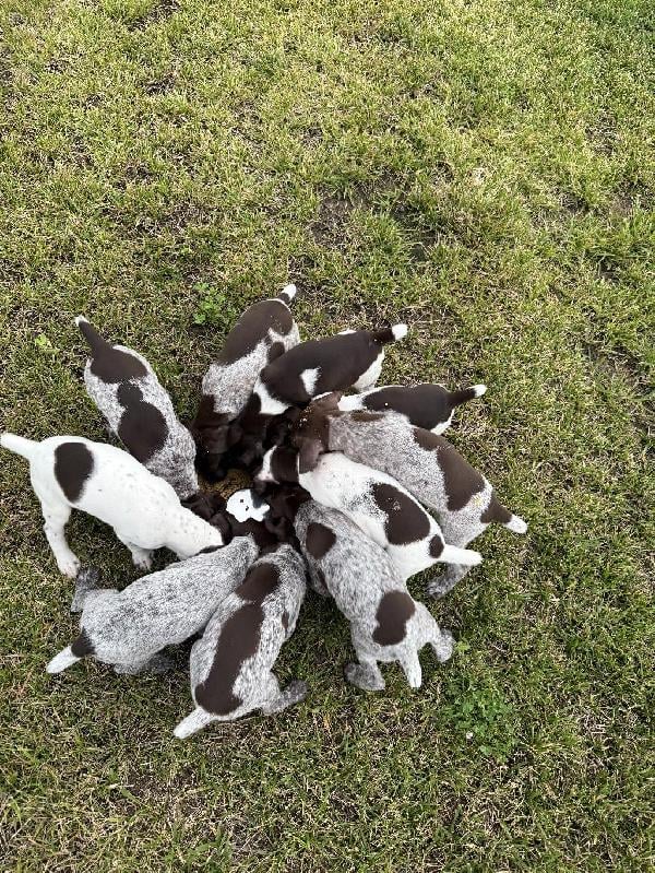 German Shorthaired Pointer