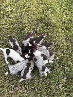 Bille x Beau Puppies.jpg