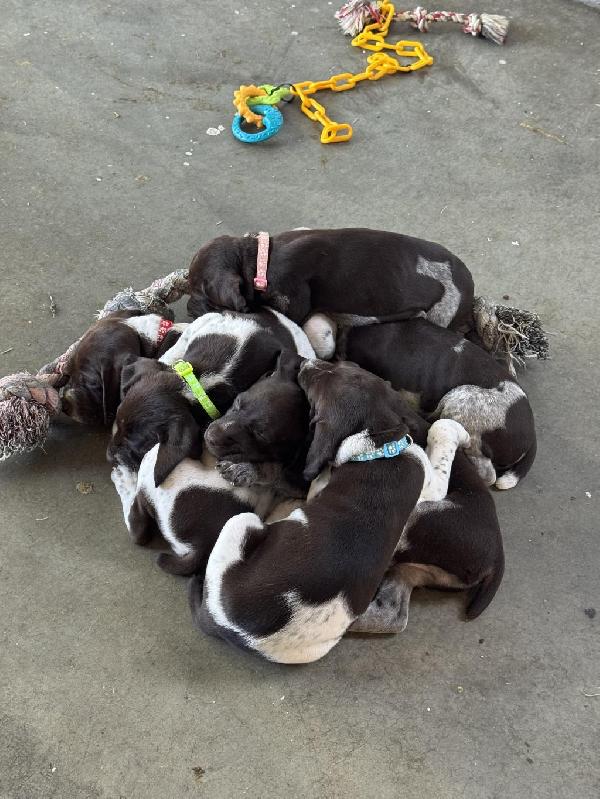 German Shorthaired Pointer