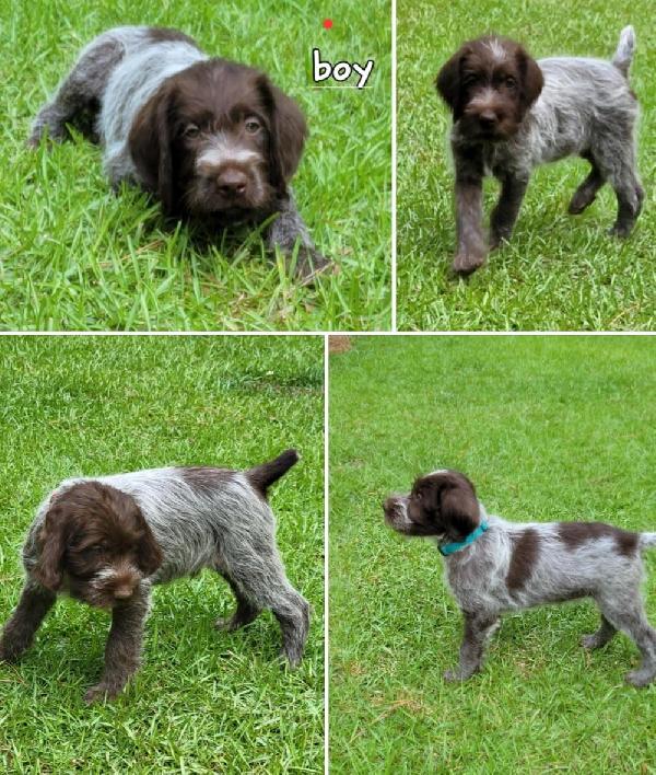 Wirehaired Pointing Griffon