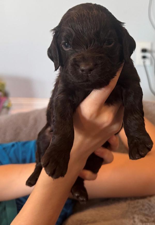 Boykin Spaniels
