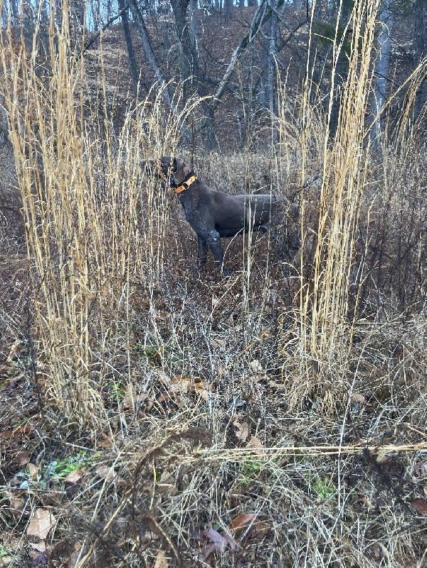 German Shorthaired Pointer