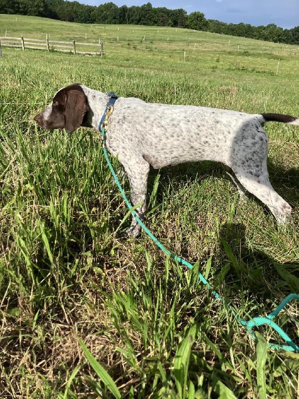 German Shorthaired Pointer