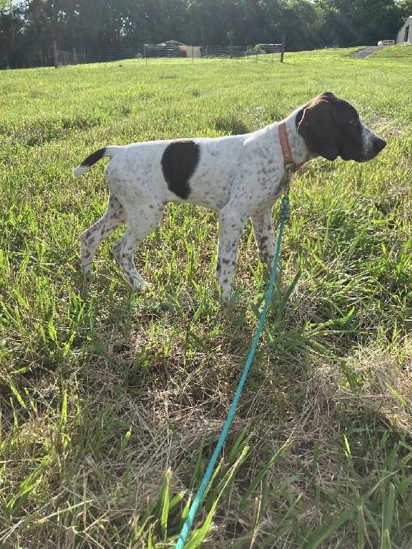 German Shorthaired Pointer