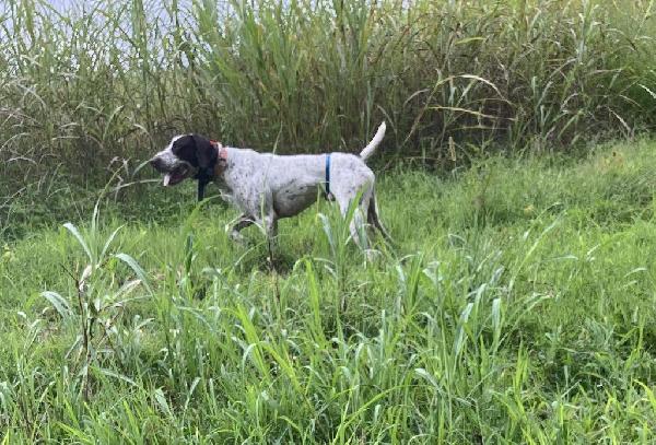 RUGERHEIM MALE BROKE 3 YEAR OLD German Shorthaired Pointer