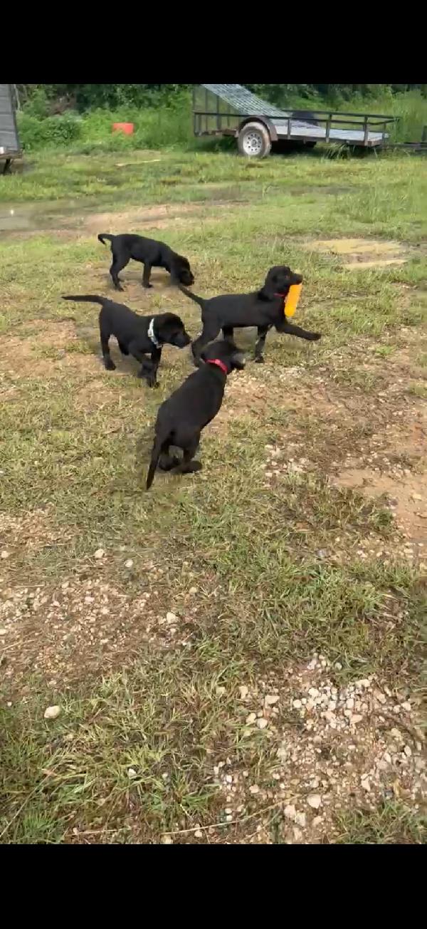 British Labrador Retriever