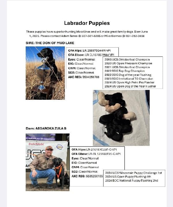 Labrador Retriever