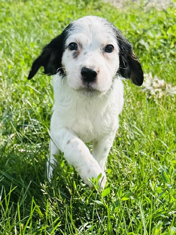 Llewellin Setter
