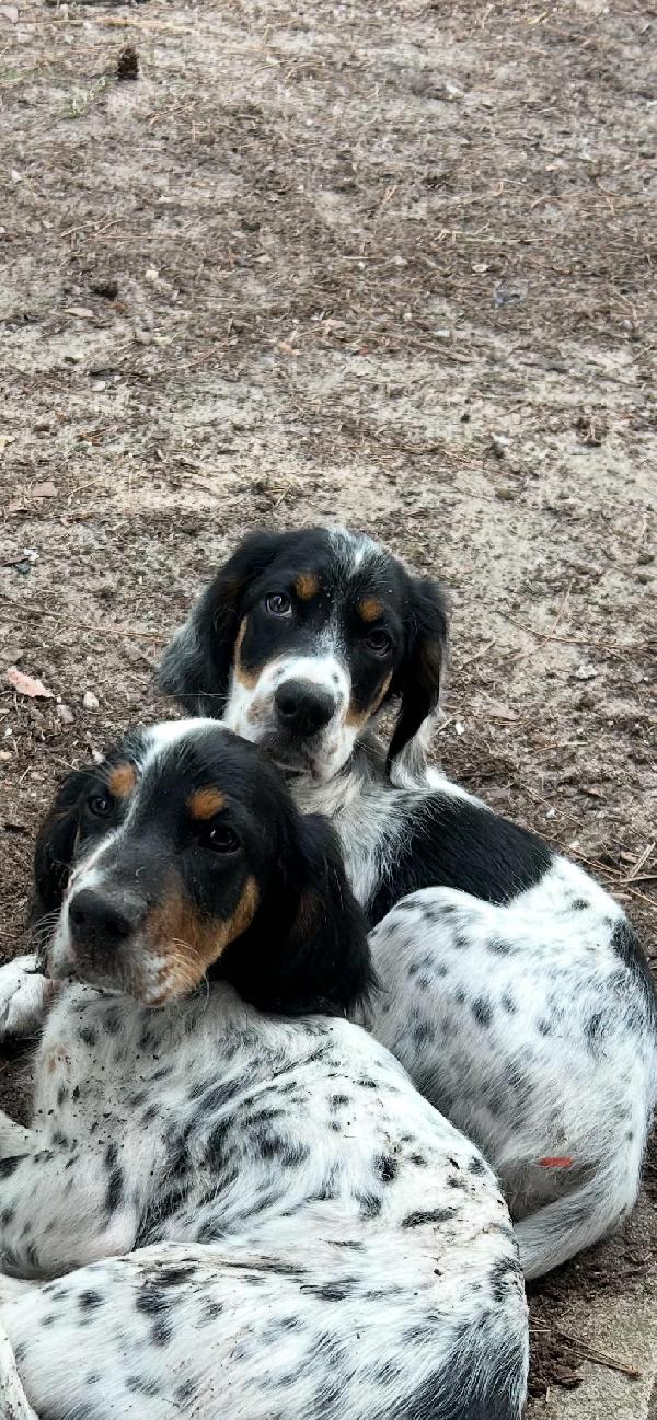 Llewellin Setter