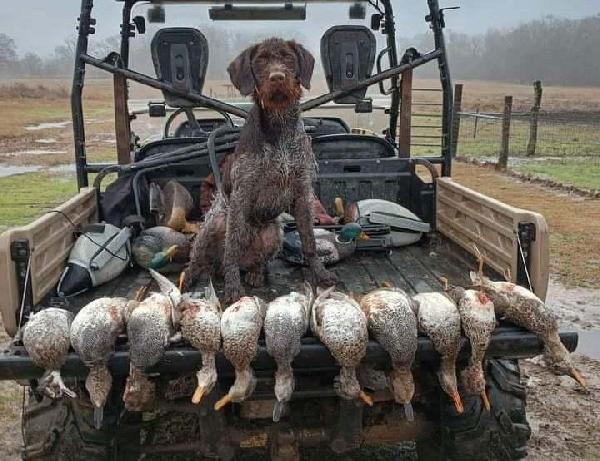 German Wirehaired Pointer