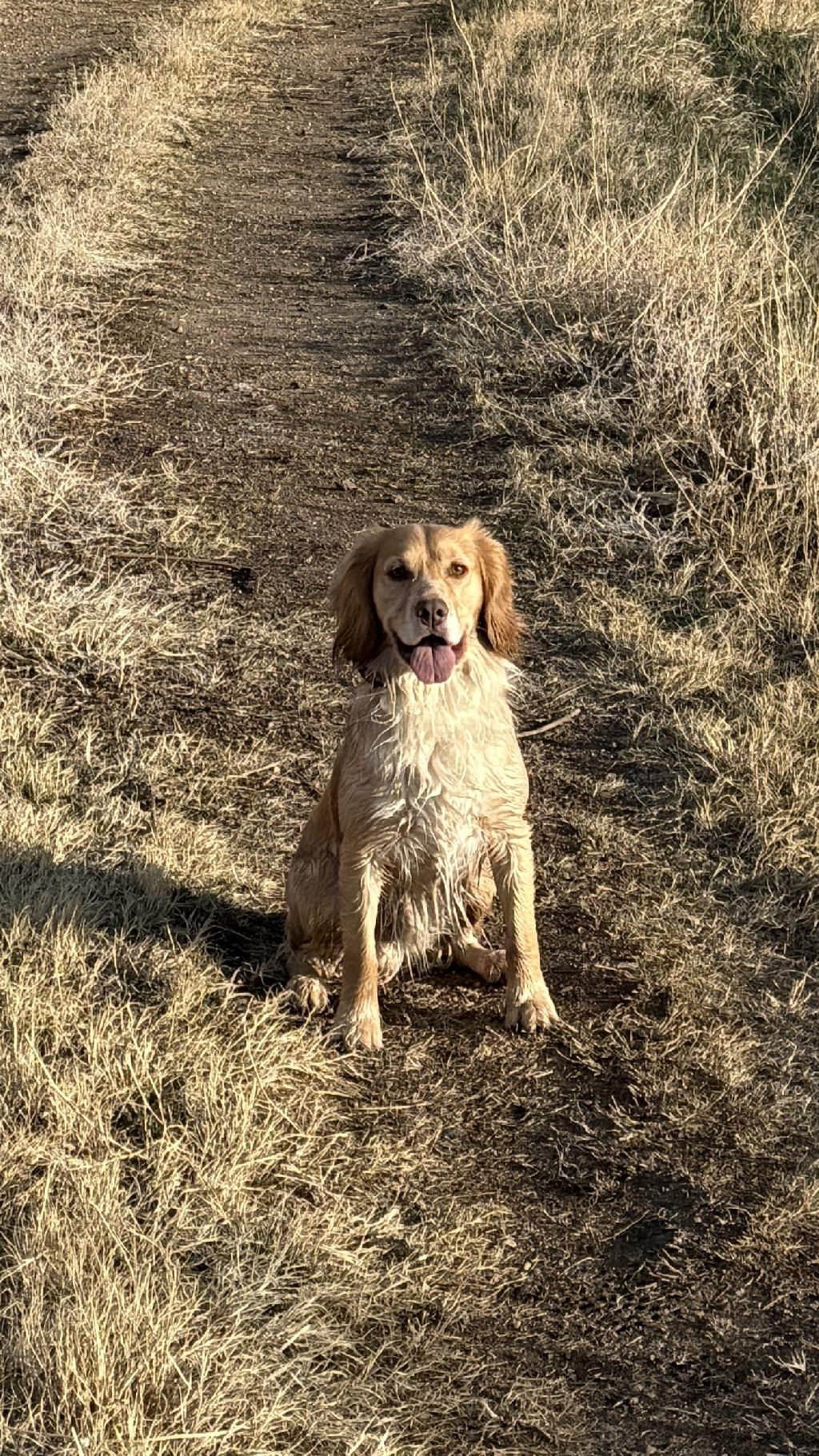 ECS STUD AVAILABLE English Cocker Spaniel