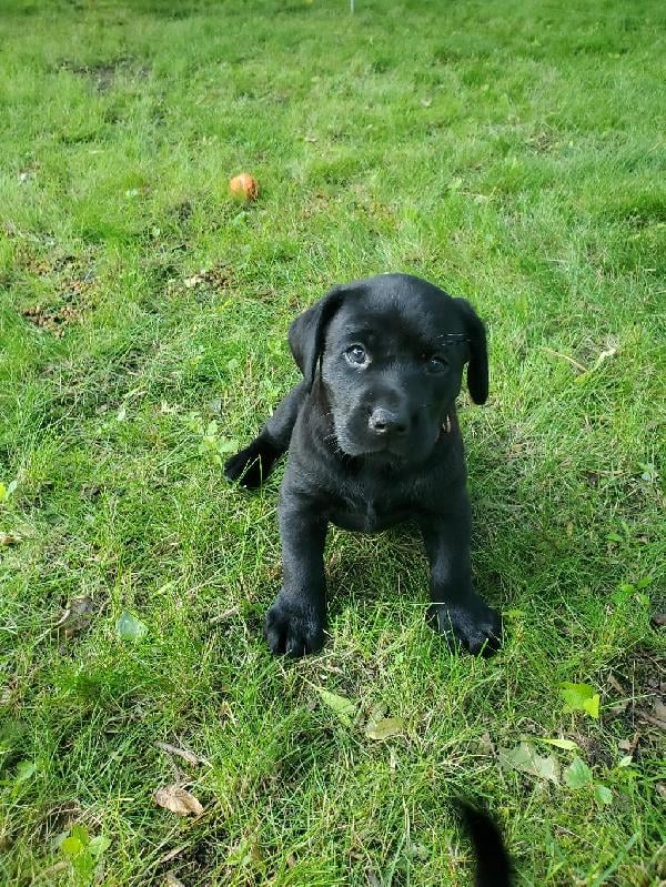 British Labrador Retriever
