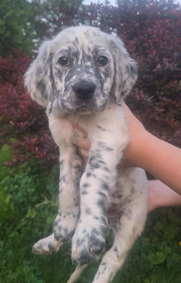 Llewellin Setter