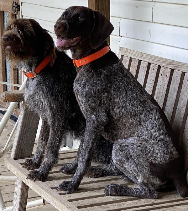 German Wirehaired Pointer
