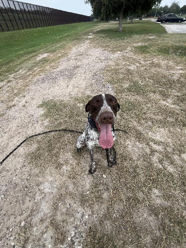German Shorthaired Pointer