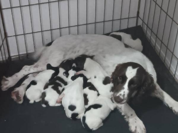 English Cocker Spaniel