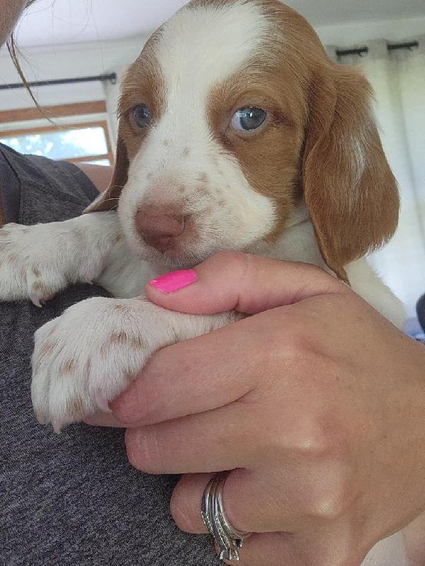 American Brittany