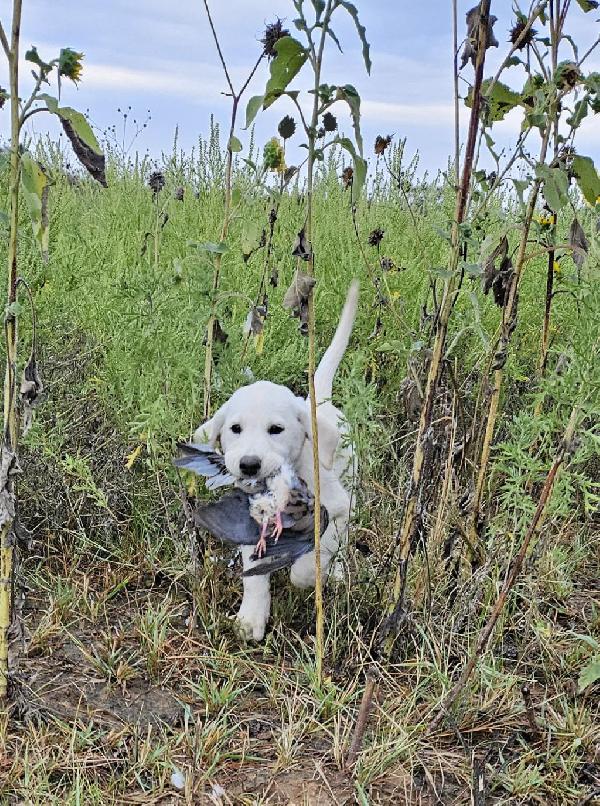 AKC BRITISH (YELLOW) LAB HUNTING PUPPIES Labrador Retriever