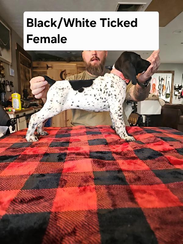 German Shorthaired Pointer