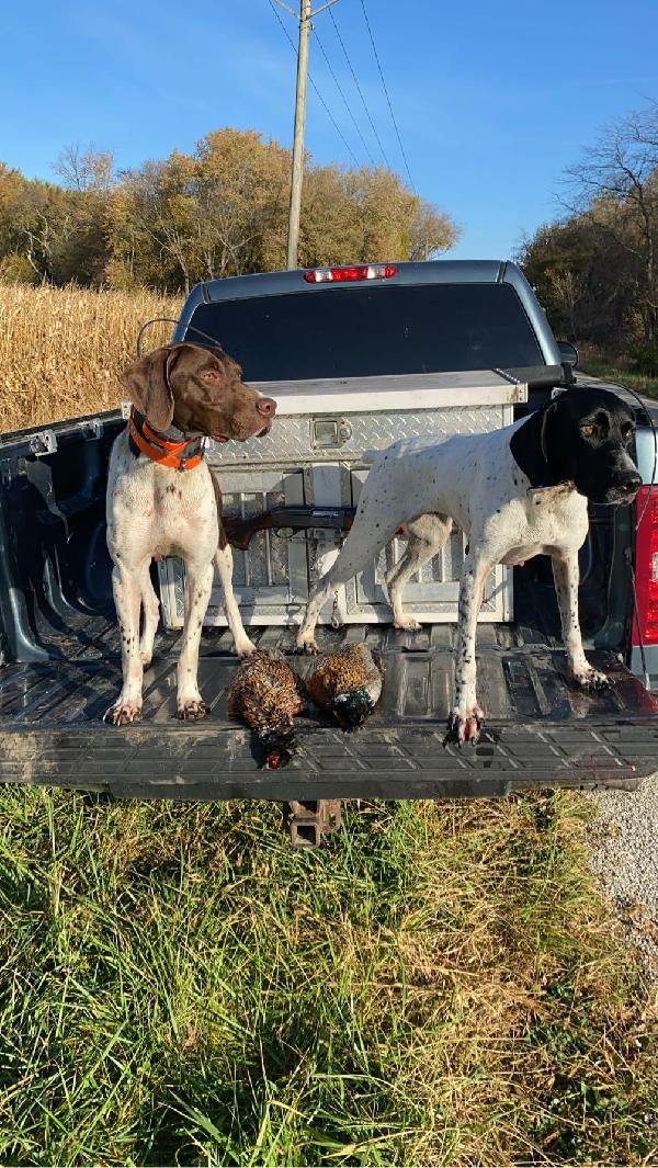 AKC/UKC 5 YO GSP German Shorthaired Pointer