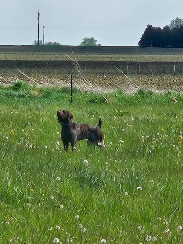 German Shorthaired Pointer
