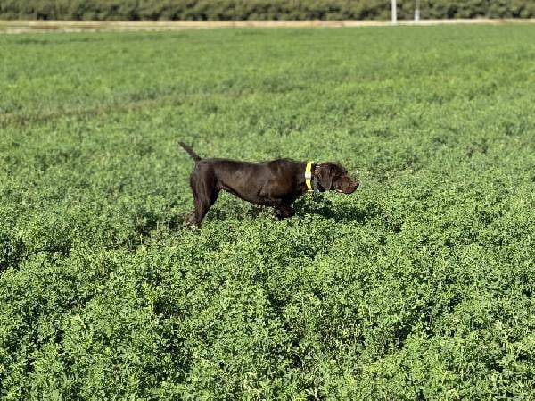 German Shorthaired Pointer