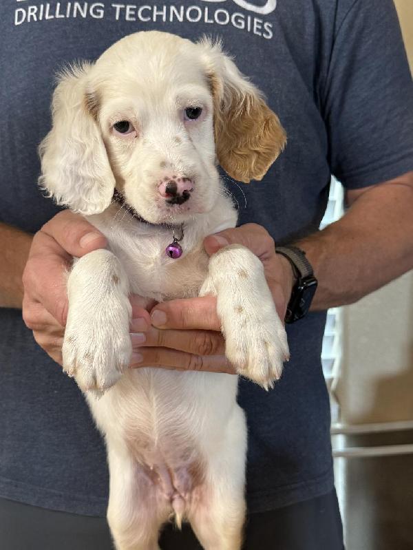 English Setter