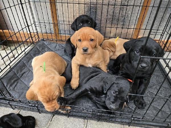 Labrador Retriever