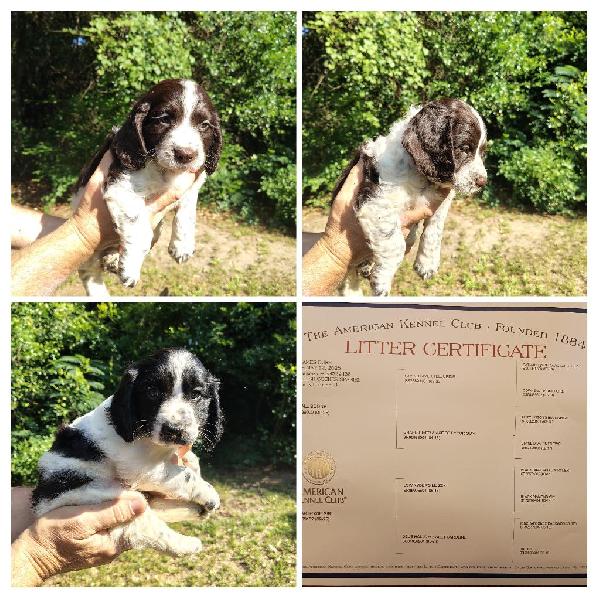 English Cocker Spaniel
