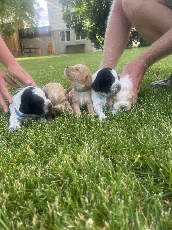 English Cocker Spaniel