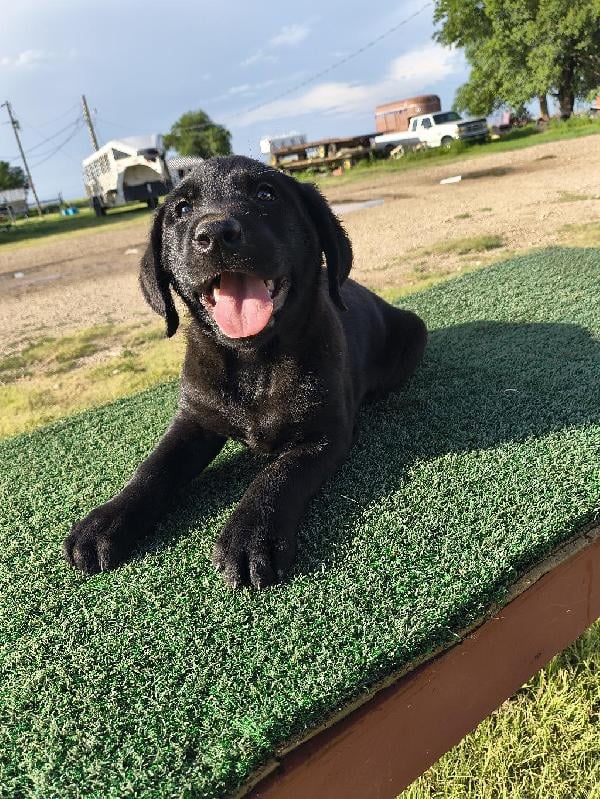 Labrador Retriever