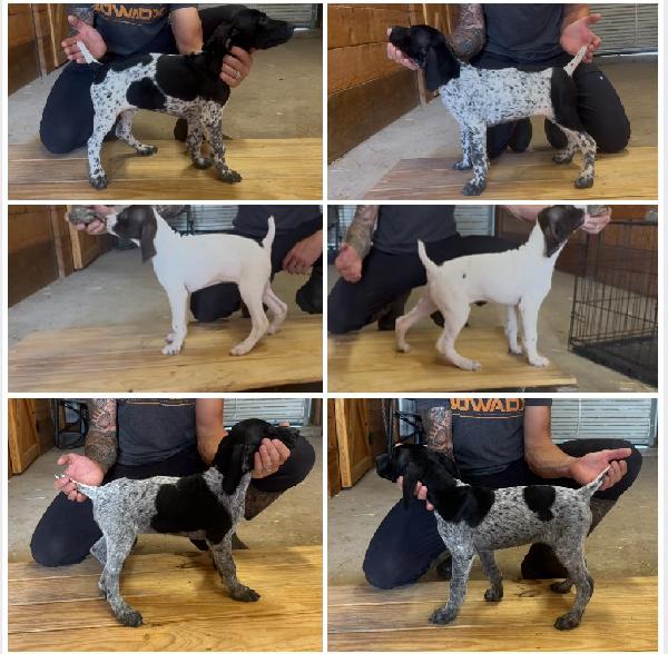 German Shorthaired Pointer
