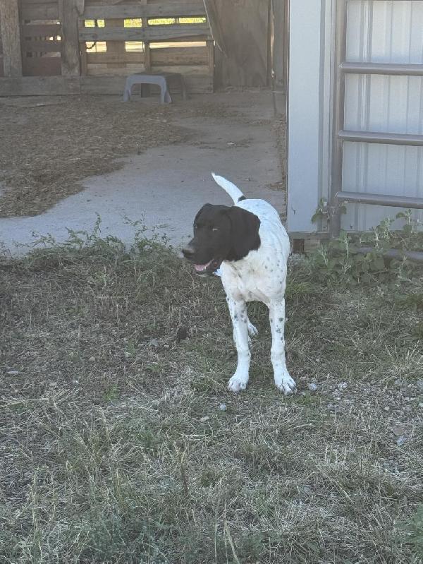 German Shorthaired Pointer