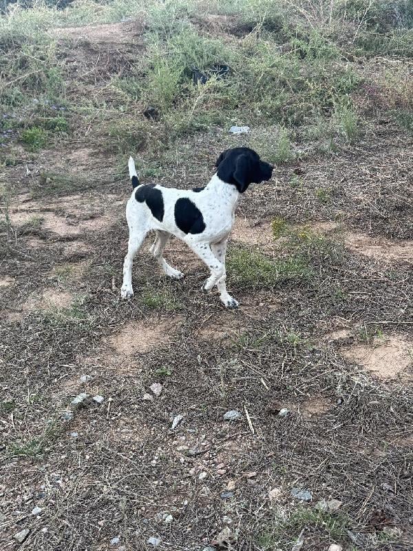 German Shorthaired Pointer