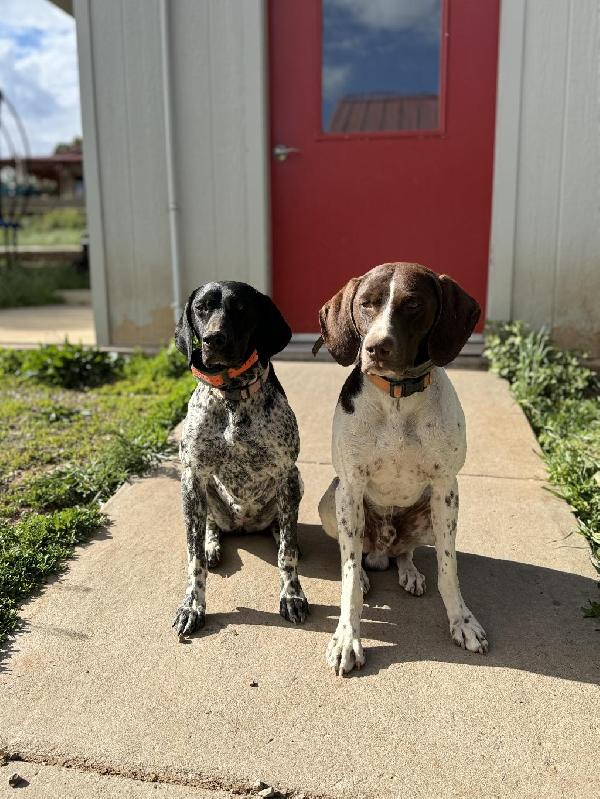 GSP PUPPIES!! German Shorthaired Pointer