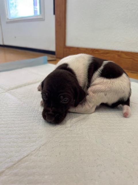GSP PUPPIES!! German Shorthaired Pointer