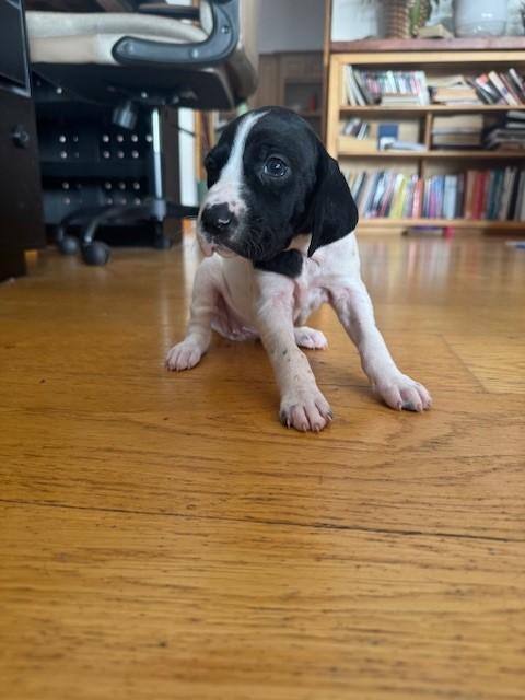 German Shorthaired Pointer