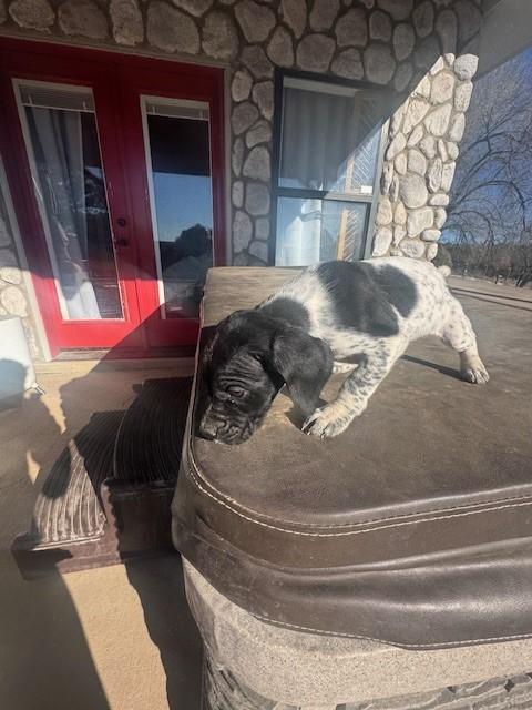 German Shorthaired Pointer